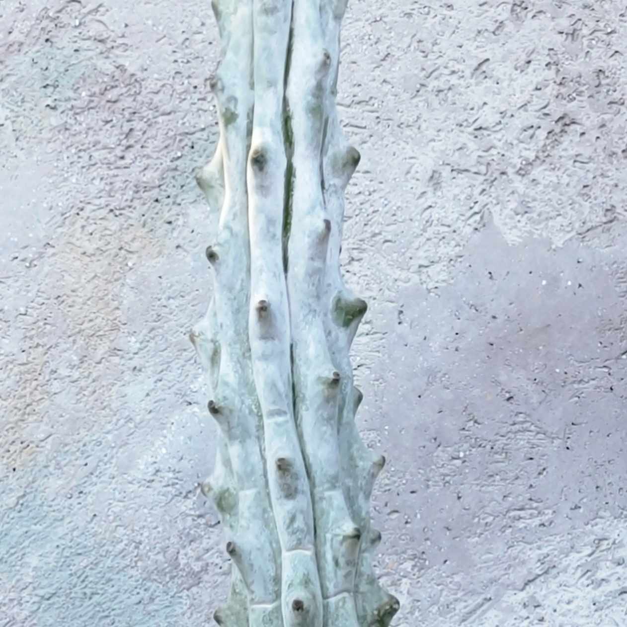 Stenocereus beneckei f. inermis - 16" Talll!