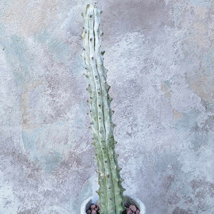Stenocereus beneckei f. inermis - 16" Talll!