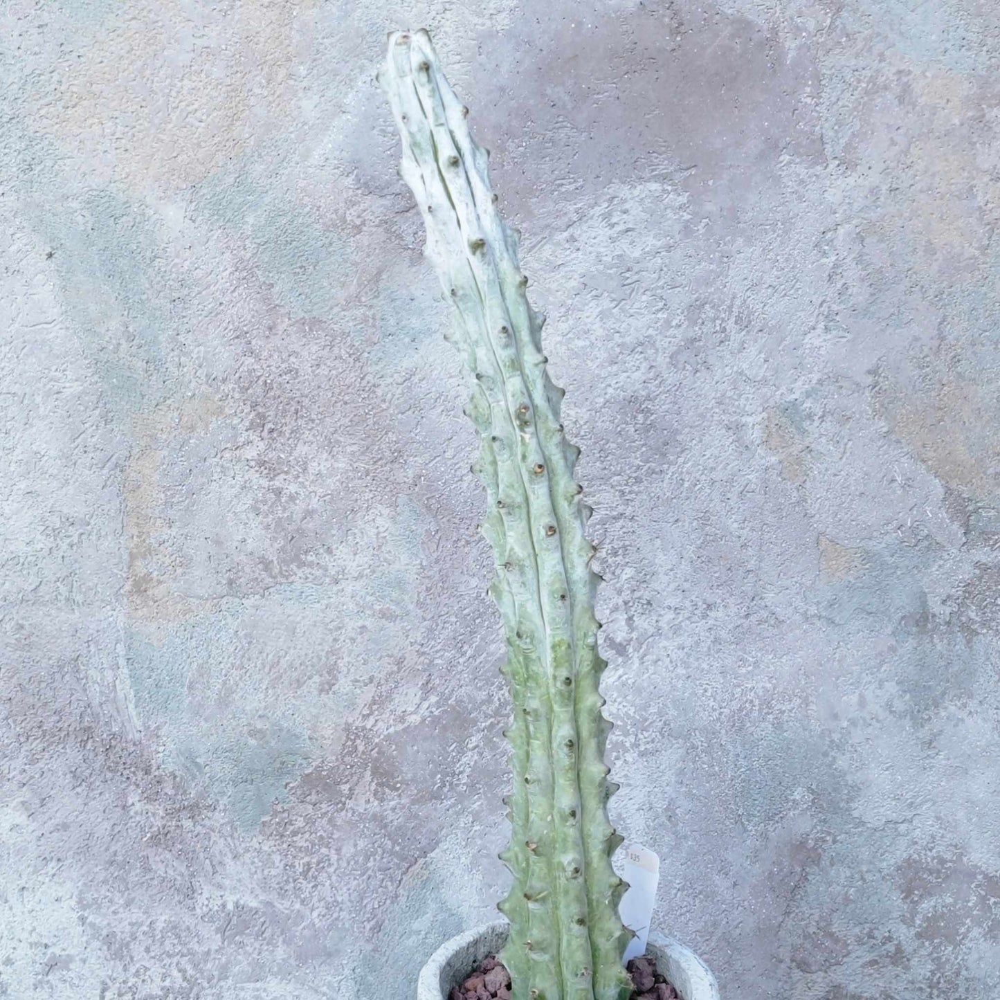 Stenocereus beneckei f. inermis - 16" Talll!
