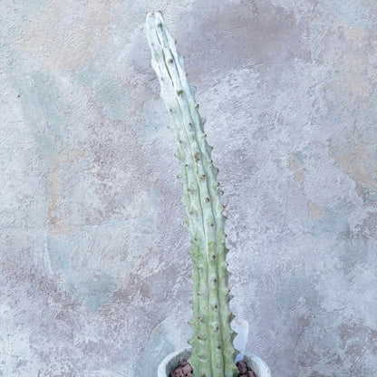 Stenocereus beneckei f. inermis - 16" Talll!