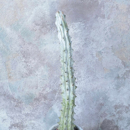 Stenocereus beneckei f. inermis - 16" Talll!