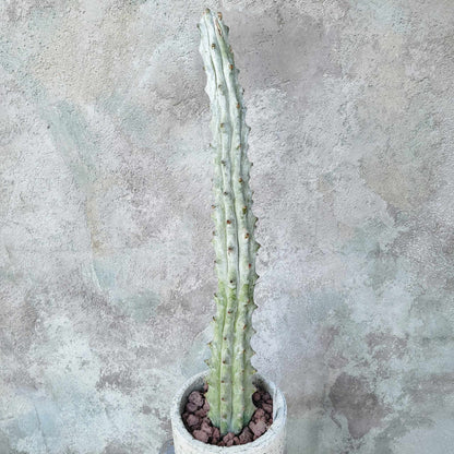 Stenocereus beneckei f. inermis - 16" Talll!