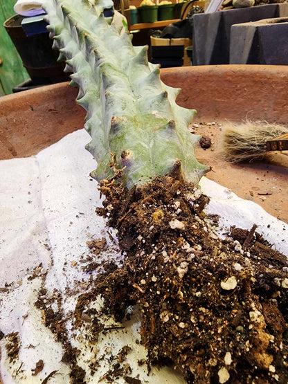 Stenocereus beneckei f. inermis - 3 Feet Tall!