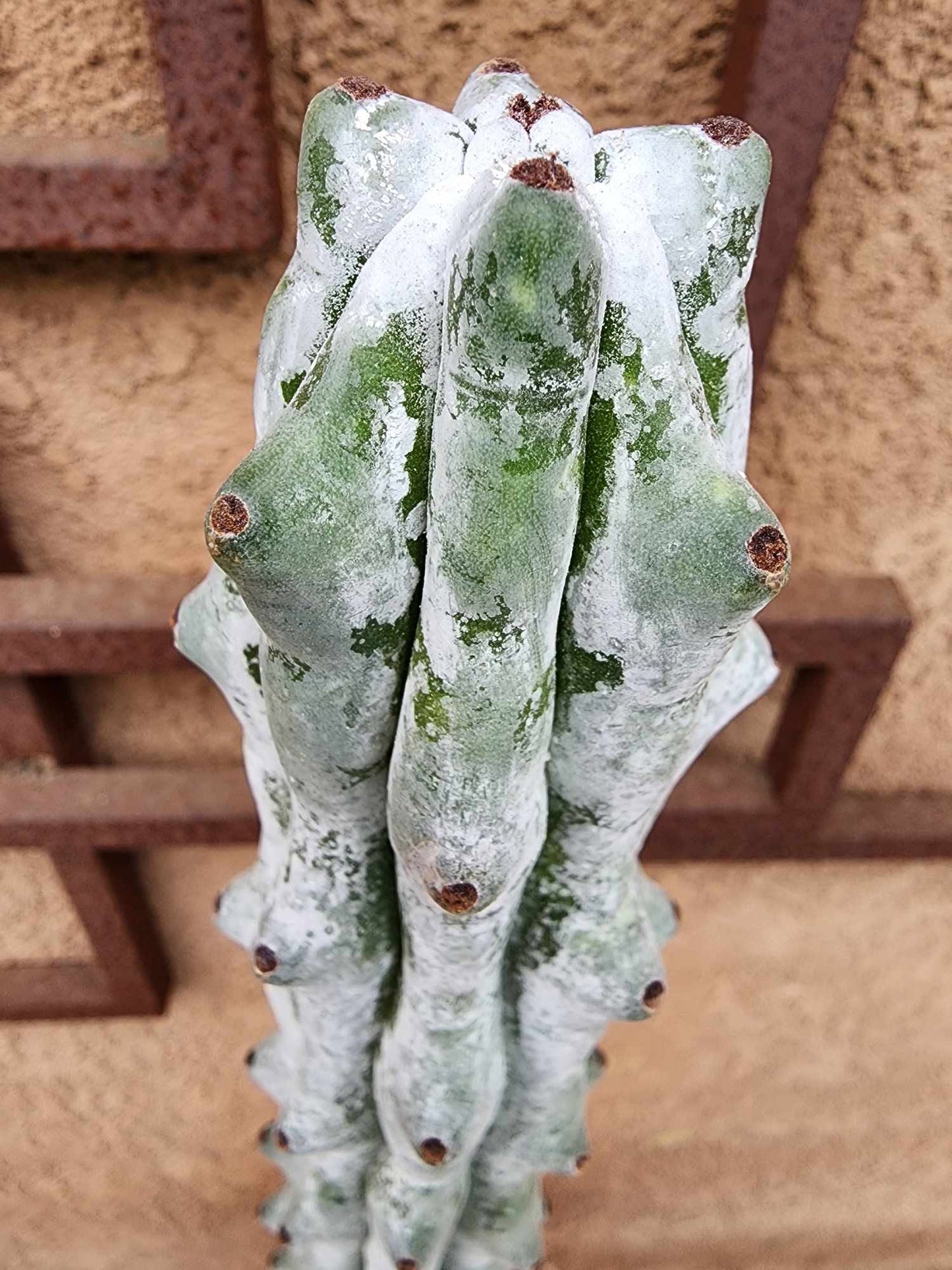 Stenocereus beneckei f. inermis - 3 Feet Tall!