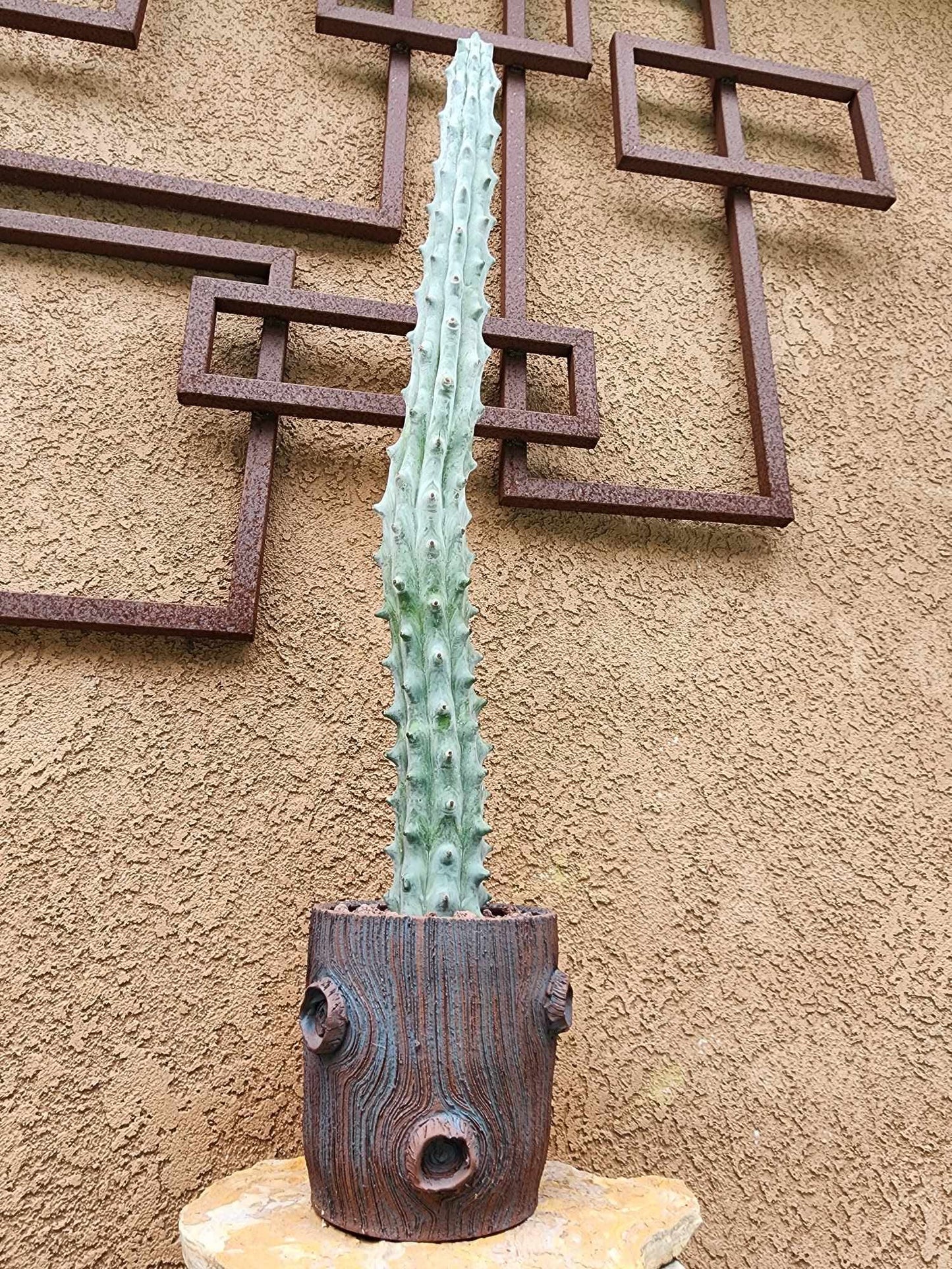 Stenocereus beneckei f. inermis - 3 Feet Tall!