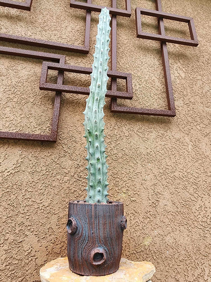 Stenocereus beneckei f. inermis - 3 Feet Tall!