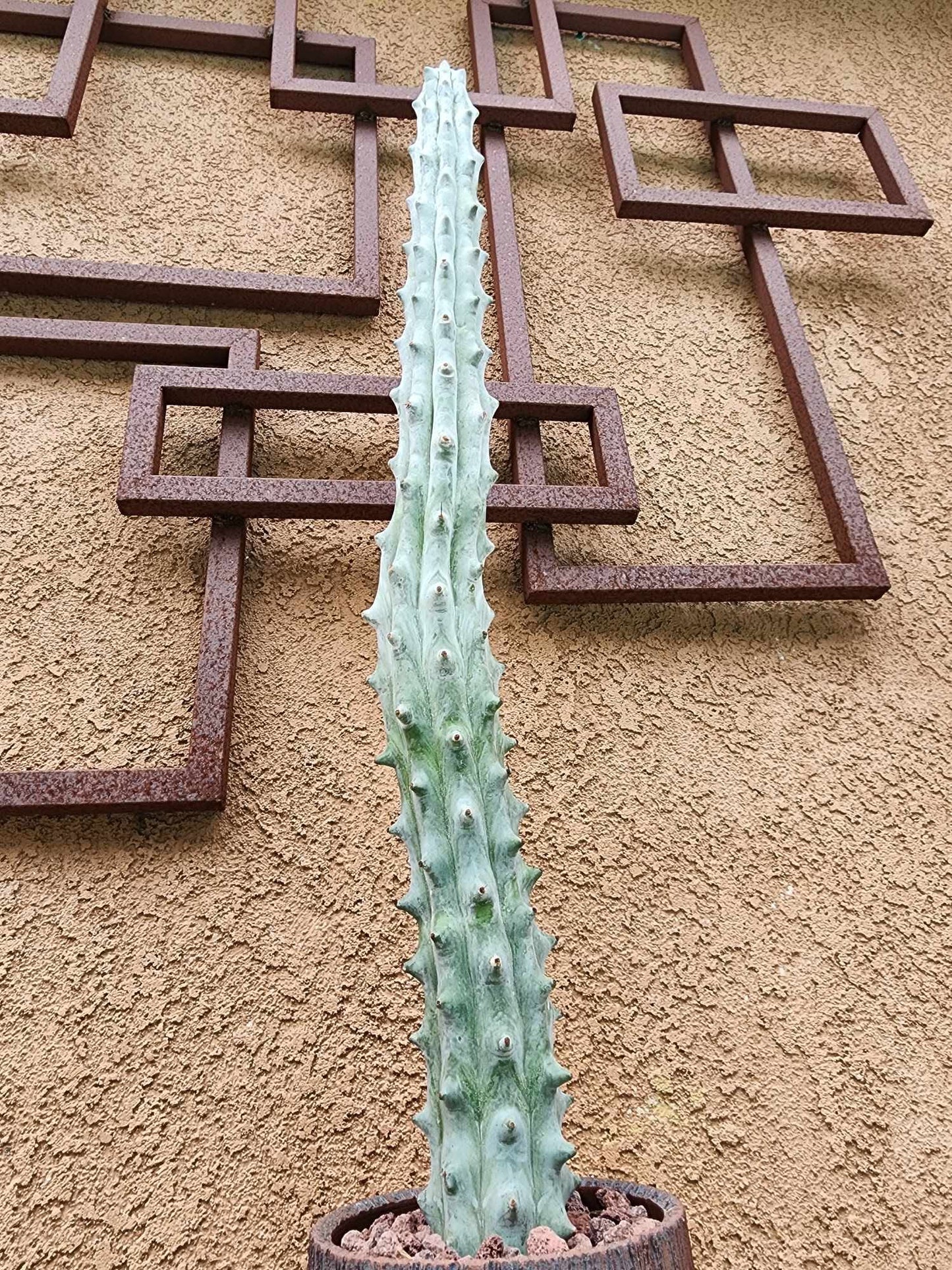 Stenocereus beneckei f. inermis - 3 Feet Tall!