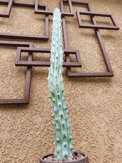 Stenocereus beneckei f. inermis - 3 Feet Tall!