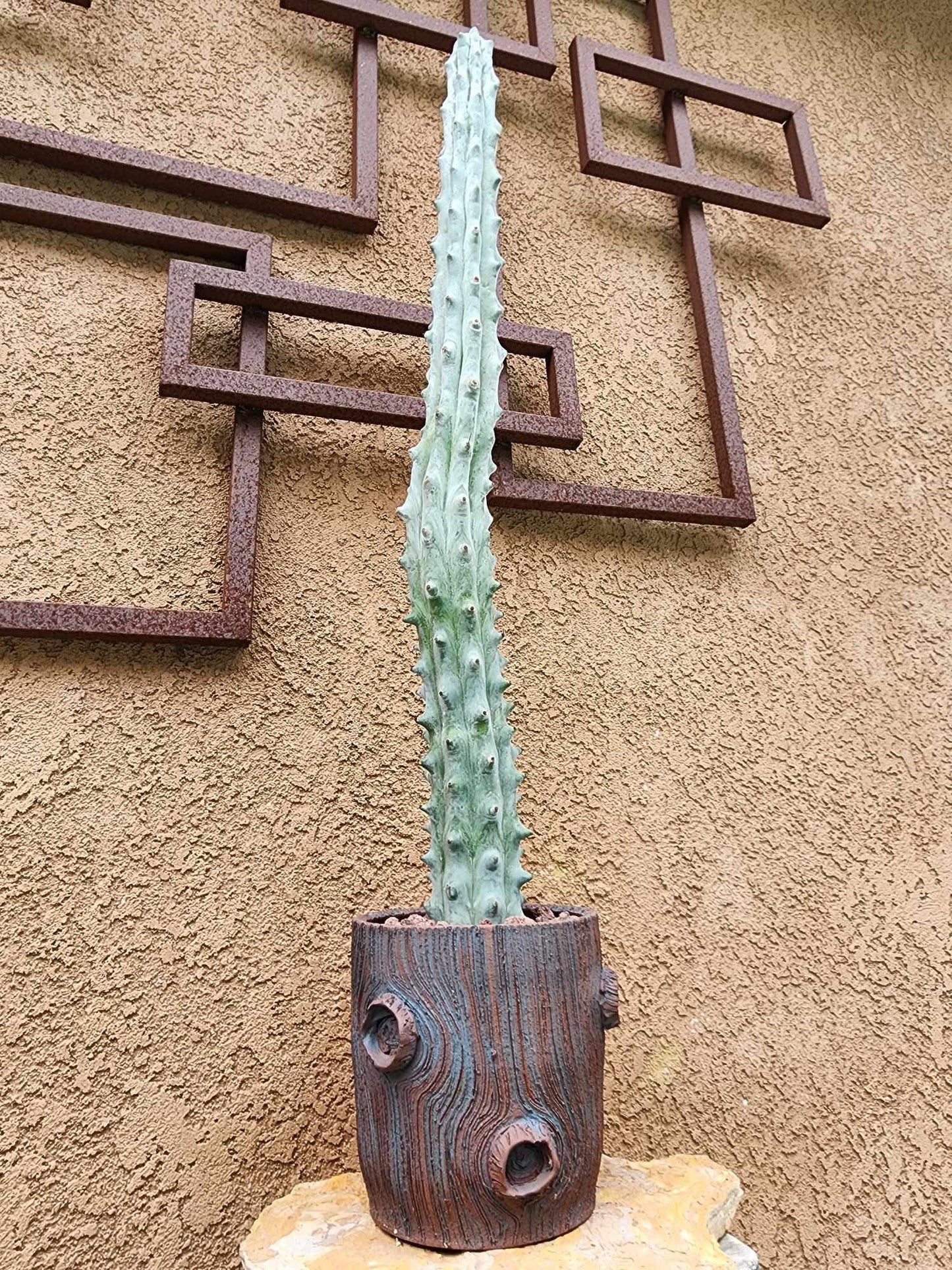 Stenocereus beneckei f. inermis - 3 Feet Tall!