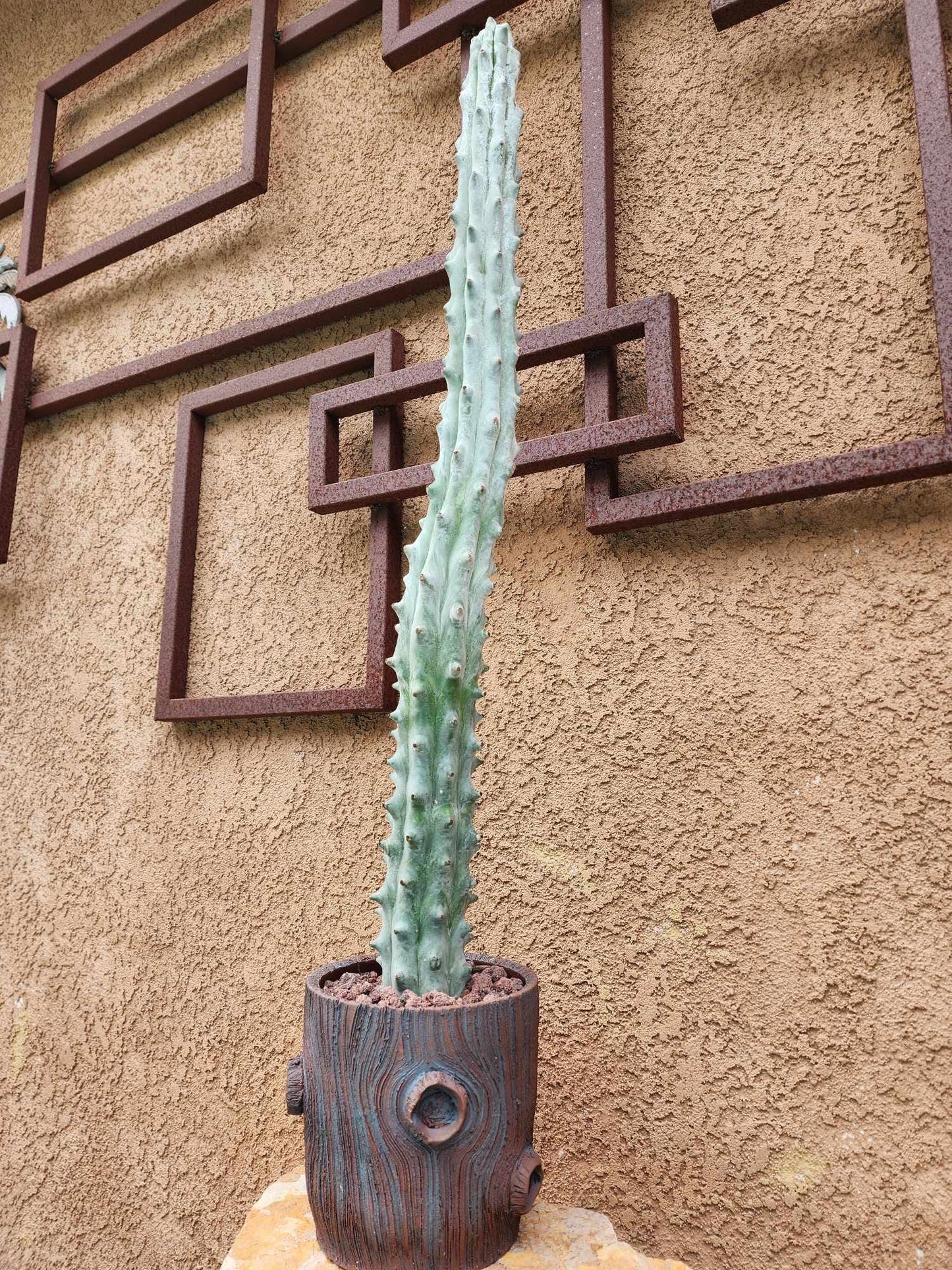 Stenocereus beneckei f. inermis - 3 Feet Tall!