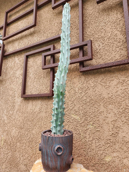 Stenocereus beneckei f. inermis - 3 Feet Tall!