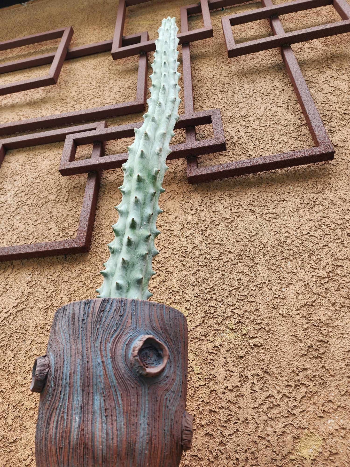 Stenocereus beneckei f. inermis - 3 Feet Tall!