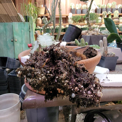 Stenocereus beneckei f. inermis - 3 Feet Tall!