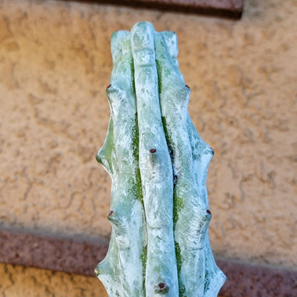 Stenocereus beneckei f. inermis - 3 Feet Tall!