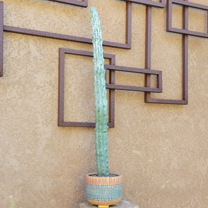 Stenocereus beneckei f. inermis - 3 Feet Tall!