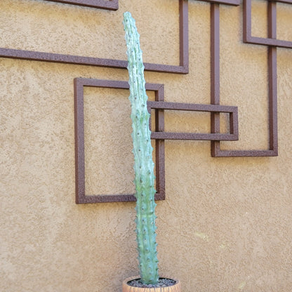 Stenocereus beneckei f. inermis - 3 Feet Tall!