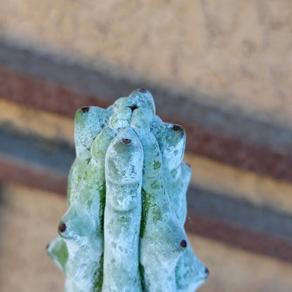 Stenocereus beneckei f. inermis - 3 Feet Tall!