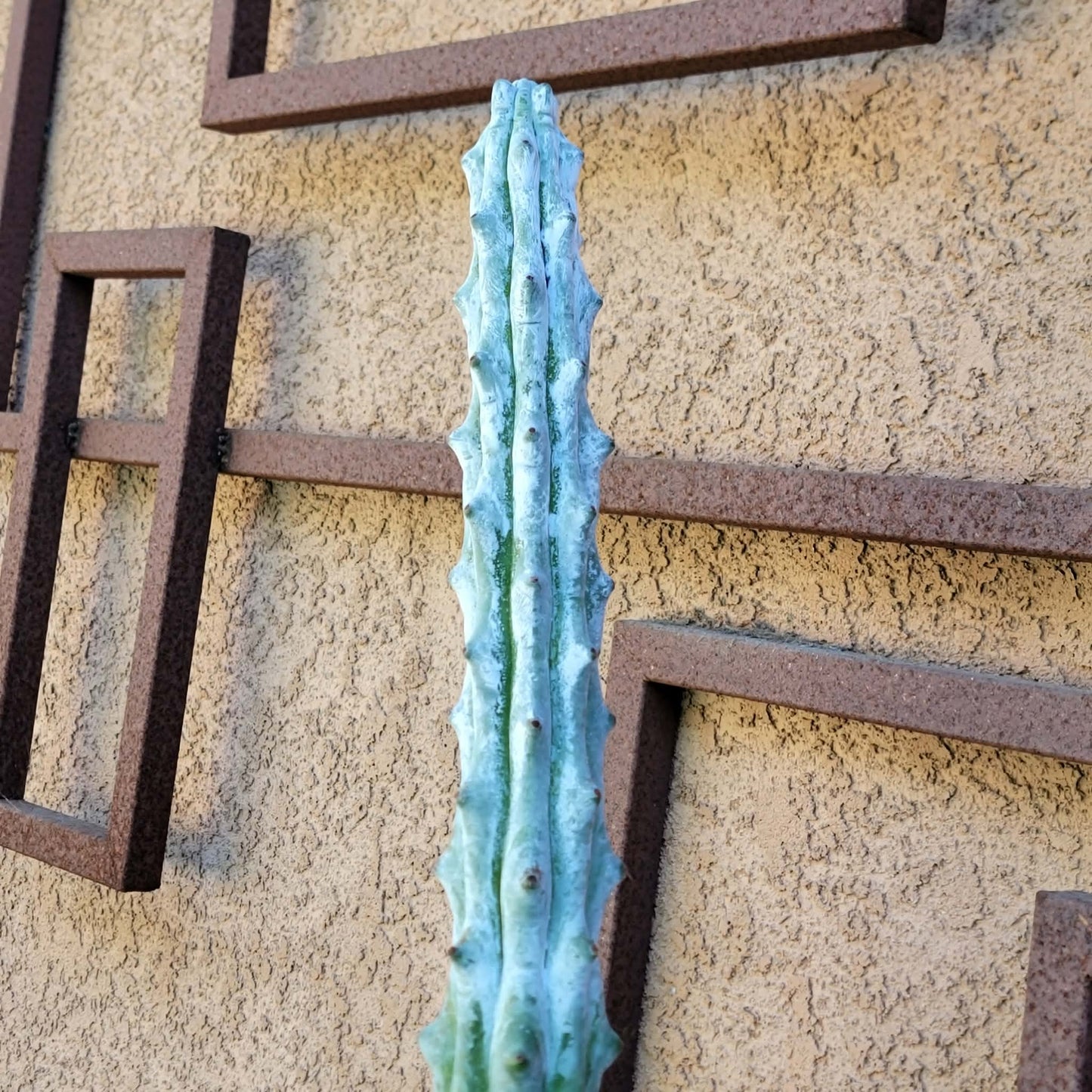 Stenocereus beneckei f. inermis - 3 Feet Tall!