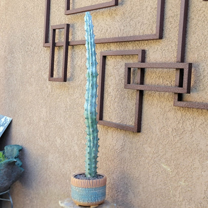 Stenocereus beneckei f. inermis - 3 Feet Tall!