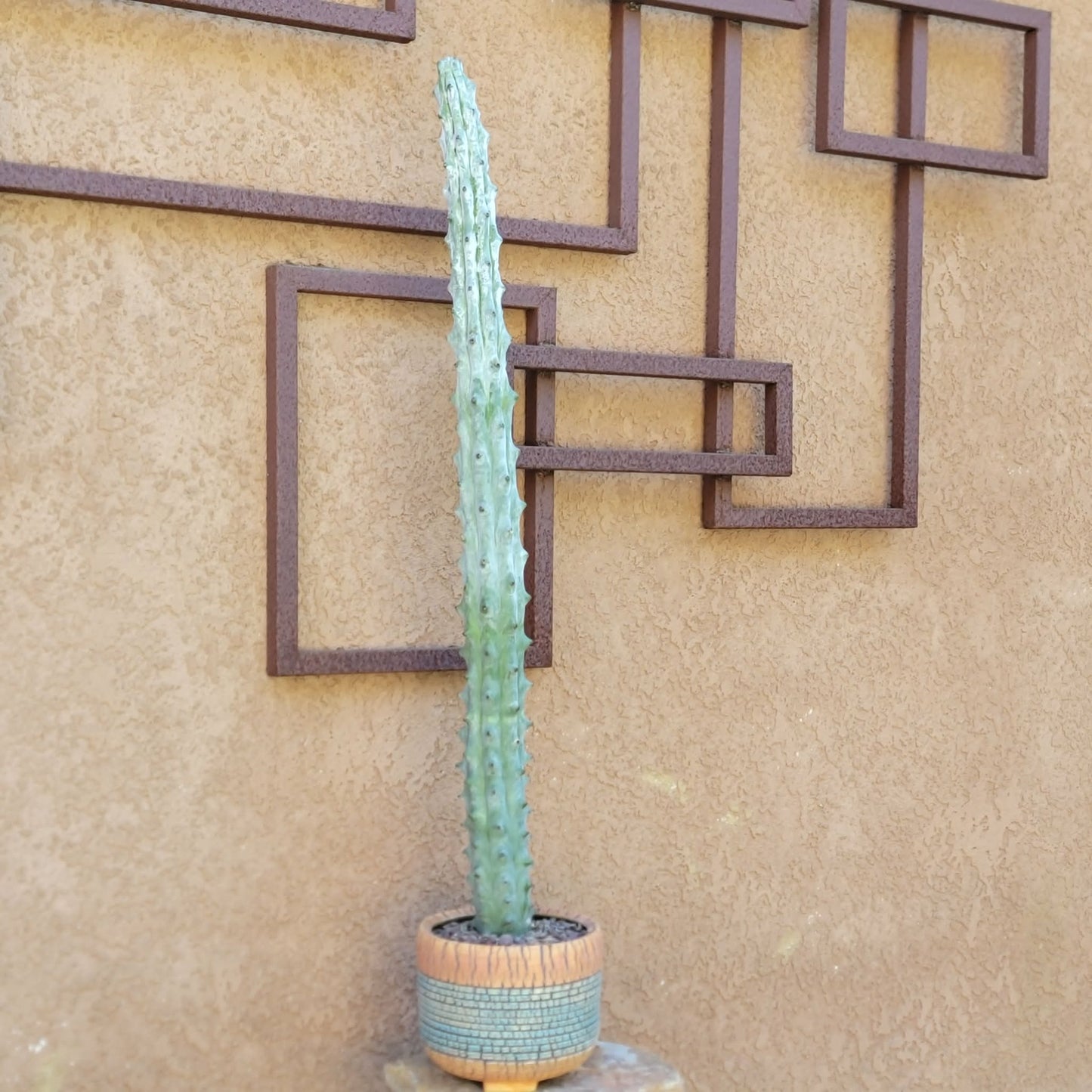 Stenocereus beneckei f. inermis - 3 Feet Tall!