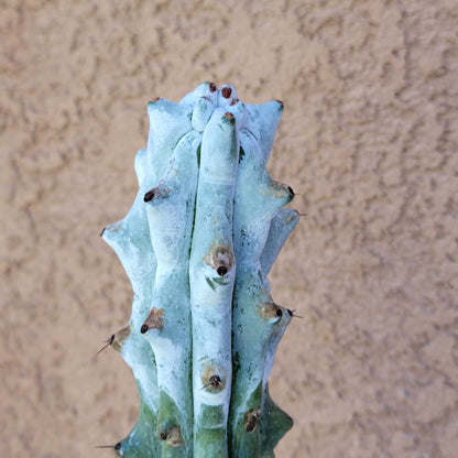 Stenocereus beneckei f. inermis