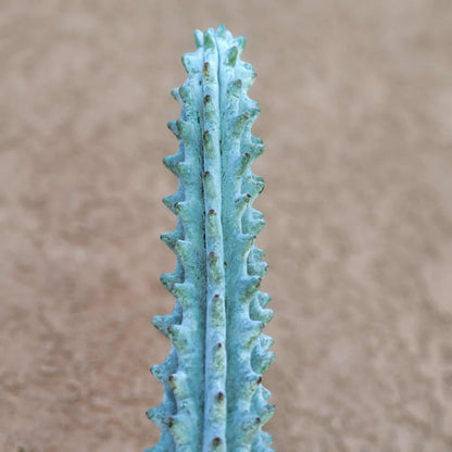 Stenocereus beneckei f. inermis - 16" Tall!