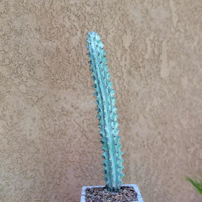 Stenocereus beneckei f. inermis - 16" Tall!