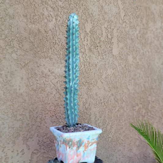 Stenocereus beneckei f. inermis - 16" Tall!