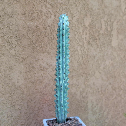 Stenocereus beneckei f. inermis - 16" Tall!