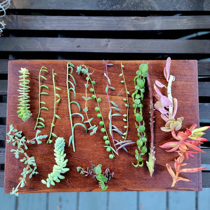 String of Trailing Succulents - 15 Varieties