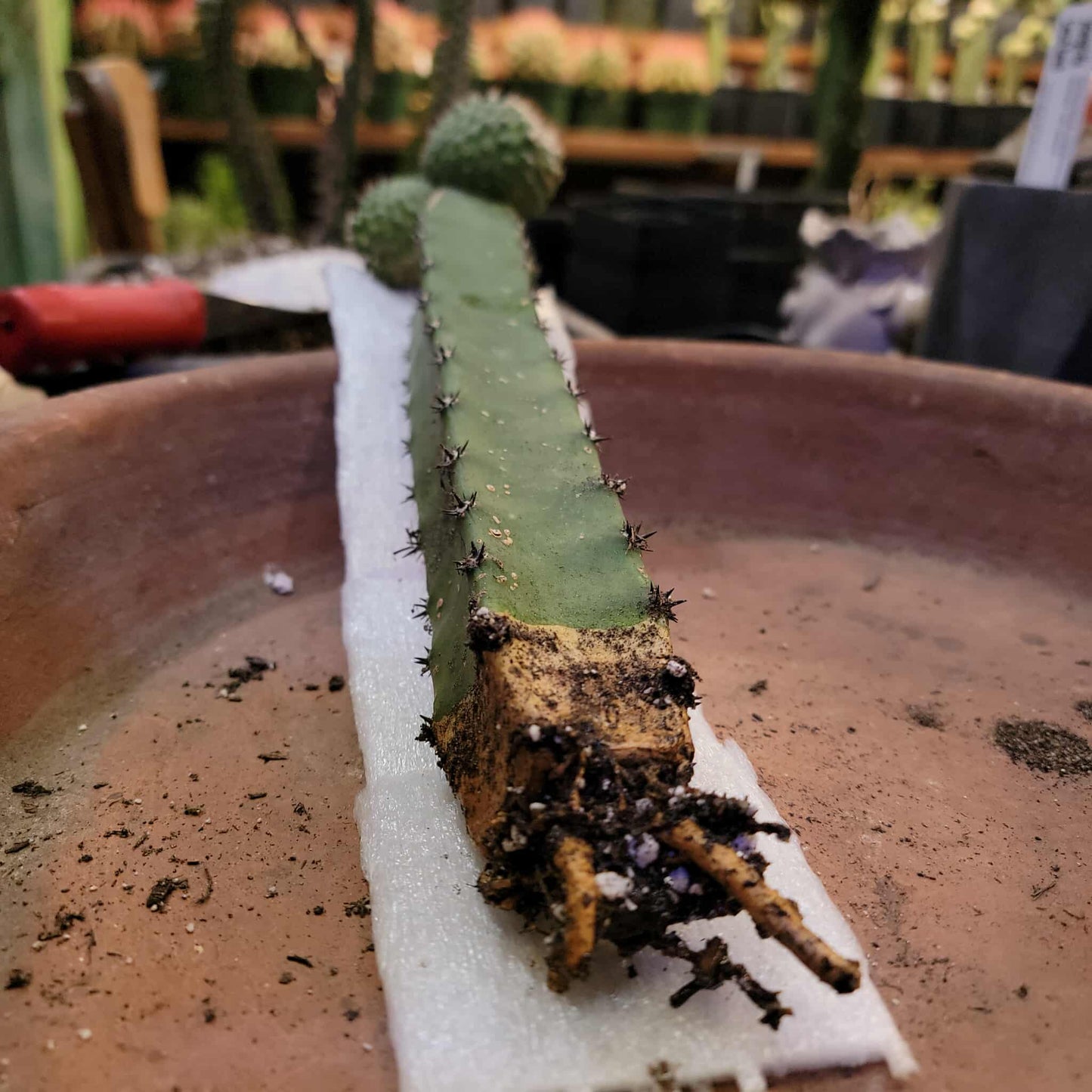 Strombocactus disciformis