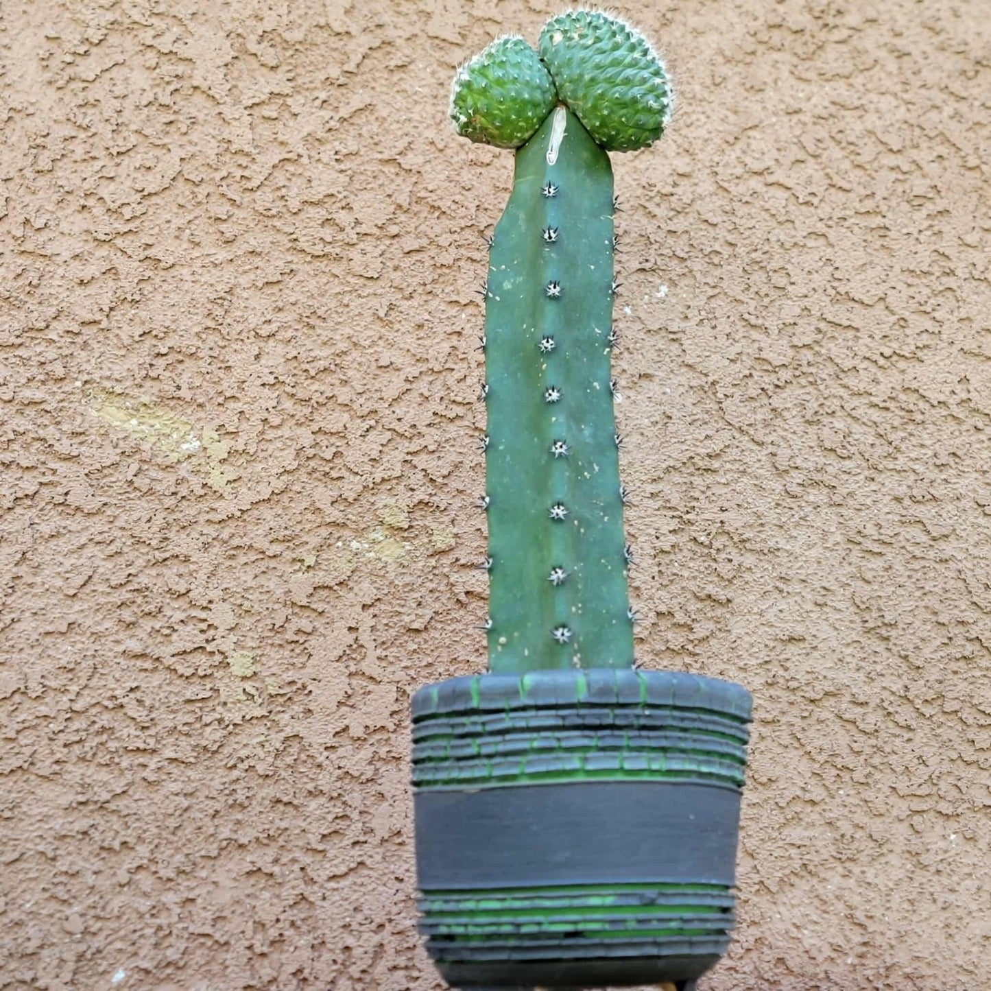 Strombocactus disciformis