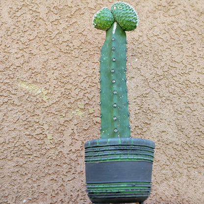 Strombocactus disciformis