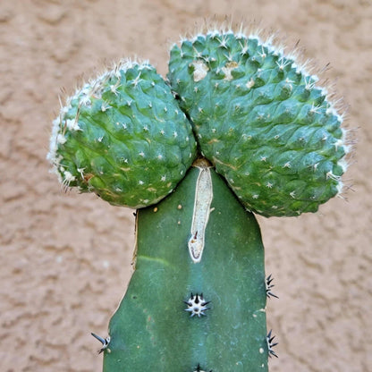 Strombocactus disciformis