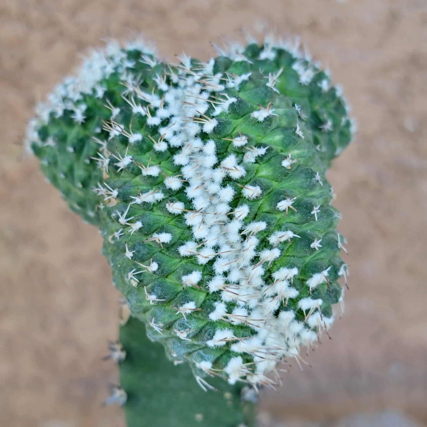 Strombocactus disciformis