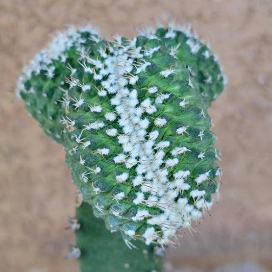 Strombocactus disciformis