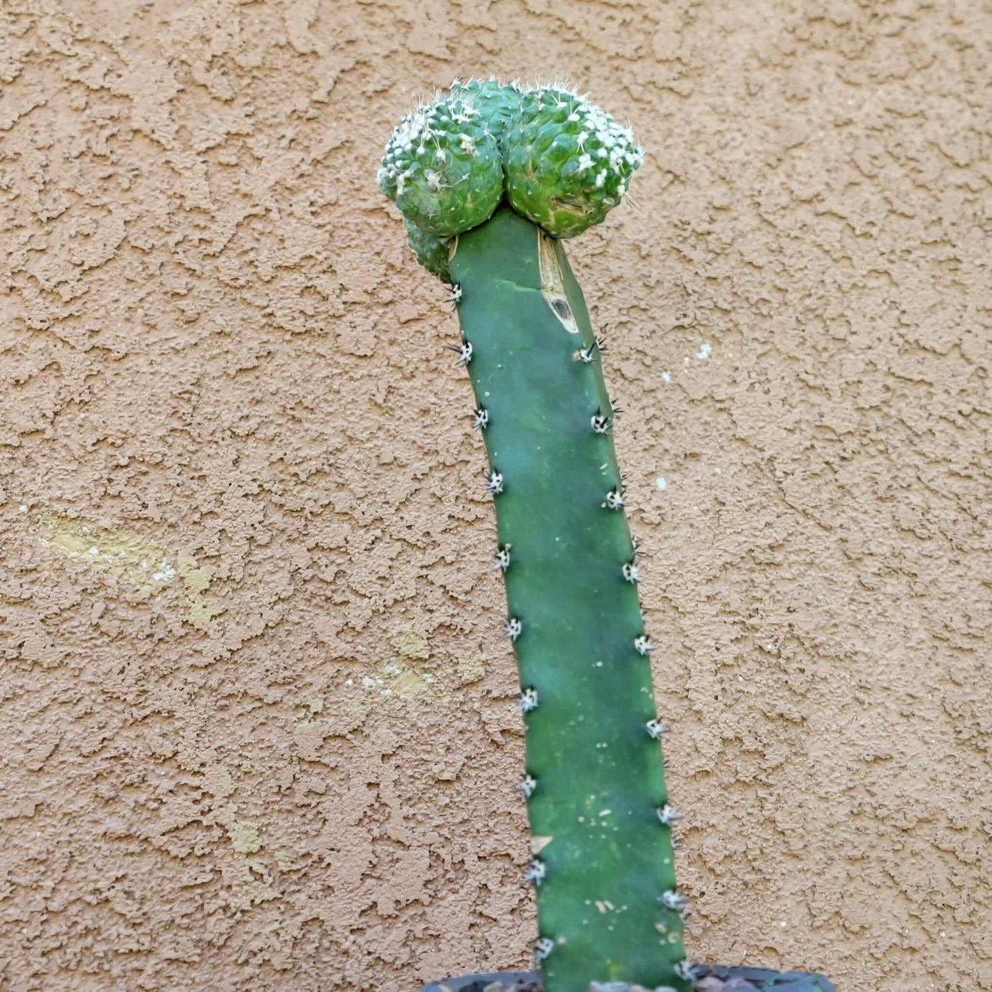 Strombocactus disciformis