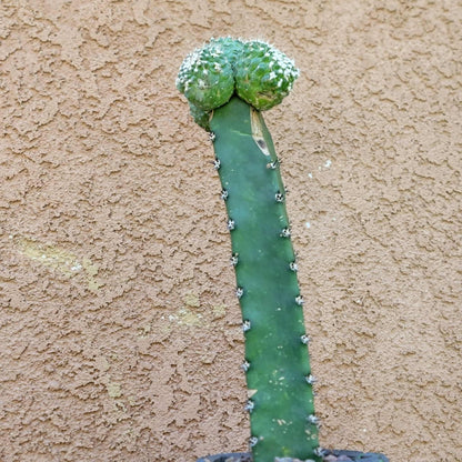 Strombocactus disciformis