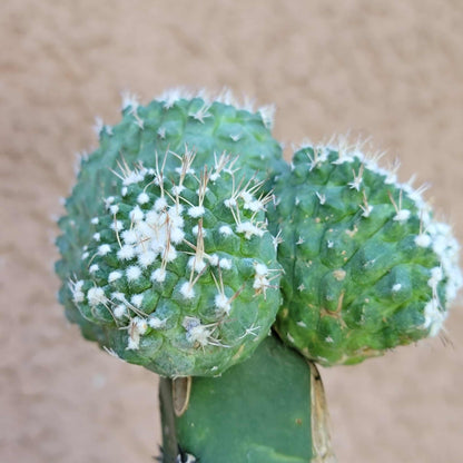 Strombocactus disciformis