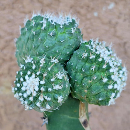 Strombocactus disciformis