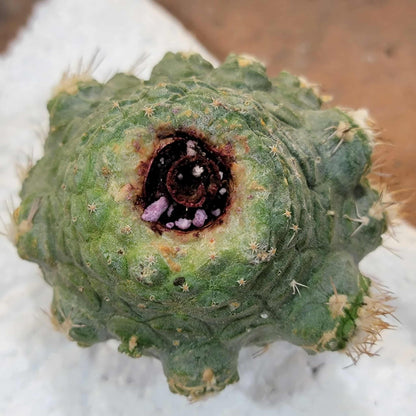 Strombocactus disciformis f. cristata