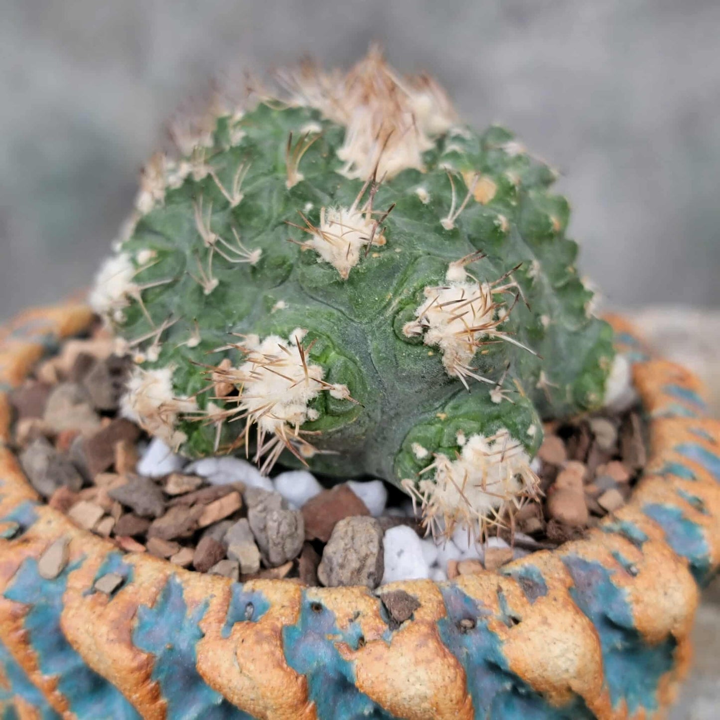 Strombocactus disciformis f. cristata