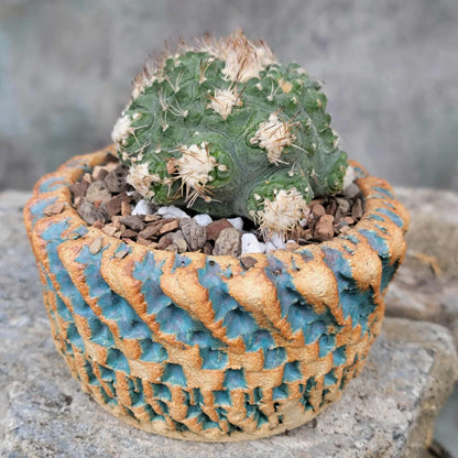 Strombocactus disciformis f. cristata