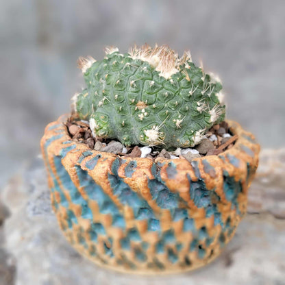 Strombocactus disciformis f. cristata