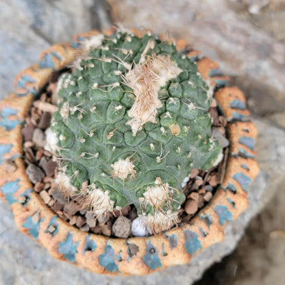 Strombocactus disciformis f. cristata