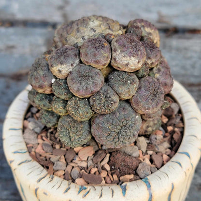 Sulcorebutia rauschii f. Violacidermis - Purple Cactus