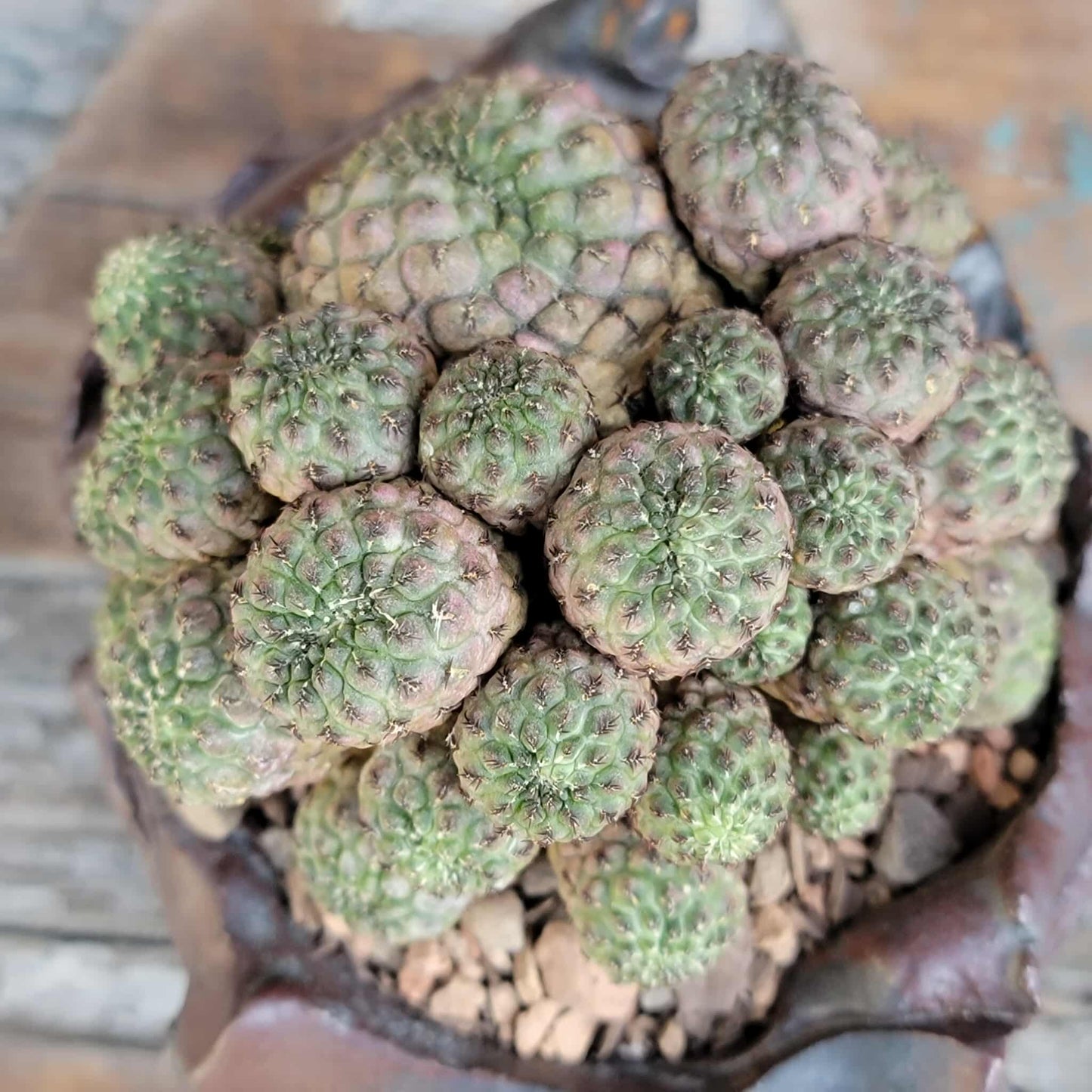 Sulcorebutia rauschii f. Violacidermis