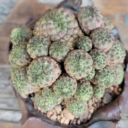 Sulcorebutia rauschii f. Violacidermis