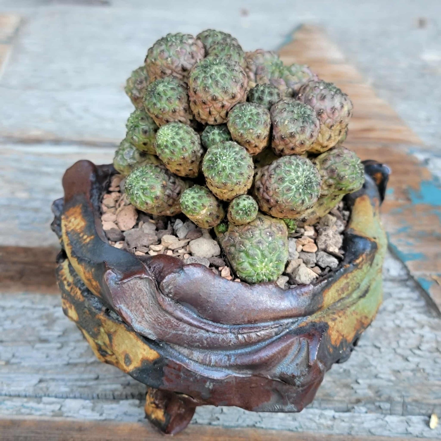 Sulcorebutia rauschii f. Violacidermis