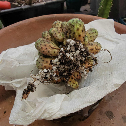 Sulcorebutia rauschii f. Violacidermis